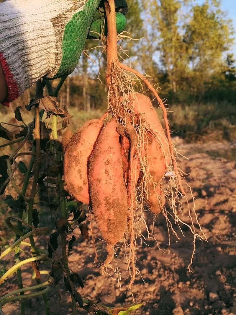 是一种极佳的保健食品