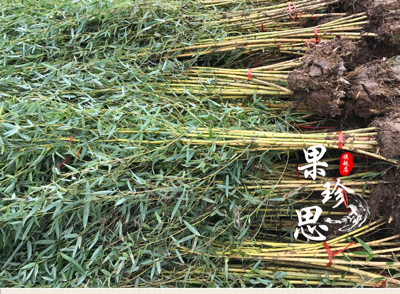 主要是特朗普先是抓走马杜罗