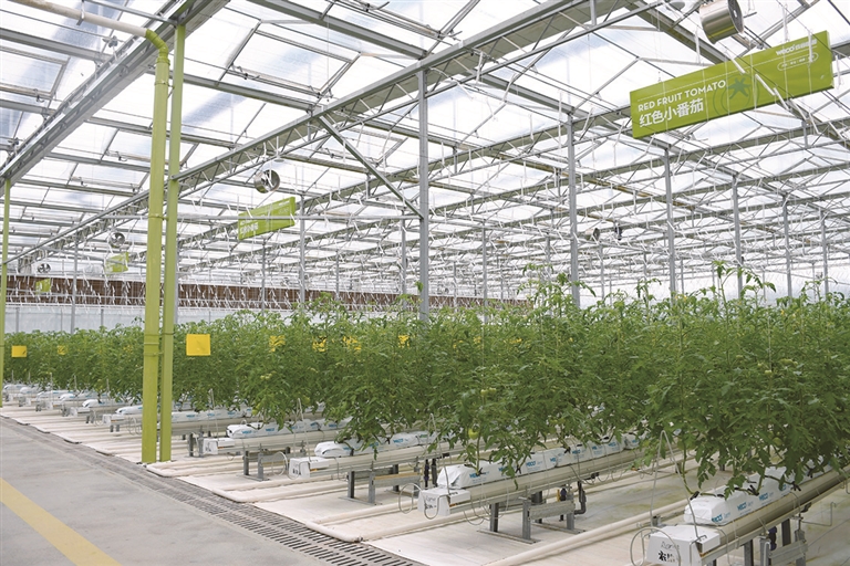 檀香树种植因其生态与经济双重效益而受到关注